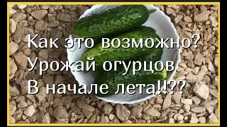 СОСЕДИ В ШОКЕ 😫 УЖЕ ЕМ СВОИ ОГУРЦЫ И ДЕЛАЮ СТРАННУЮ ДВЕРЬ ДЛЯ ДОМА ИЗ БЫТОВКИ!!