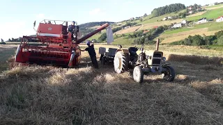 #żniwa  #wakacje #lato 🔥🔥żniwa 2020!! Małopolska-- massey Ferguson 186 + ursus c-335 W akcji🔥🔥