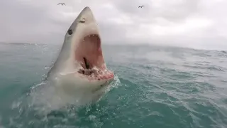 Great White Shark Bites Surfer in Half - Ben Linden