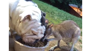 Unusual Animal Friendships Bulldog & kangaroo