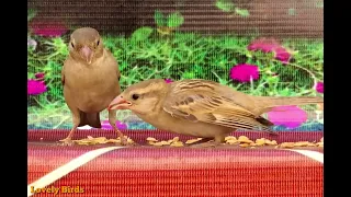 Sparrows feed each other So Lovely