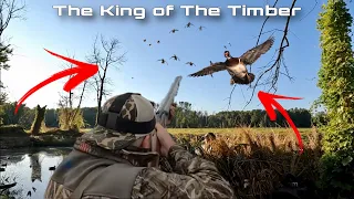 DUCK HUNTING OPENER! Wood Duck LIMITS in a TRUE TIMBER hole! (Surprise bonus Ducks)