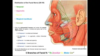 The Facial Nerve [CN VII] | Structure, Function, & Major Branches
