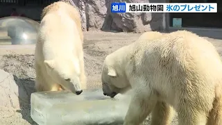 動物だって暑いんです…旭山動物園でホッキョクグマやニホンザルなどに氷のプレゼント　北海道旭川市