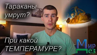 При какой температуре погибают тараканы?