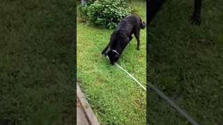 Собака пытается поймать воду