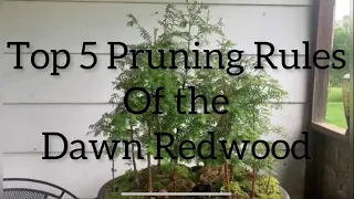 E71. Top 5 Rules of the Redwoods; late Spring Dawn Redwood Pruning