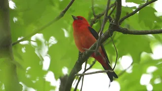 Scartlet Tanager