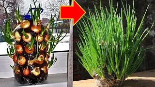 Best Method For Grow Green Onion In Plastic Bottle