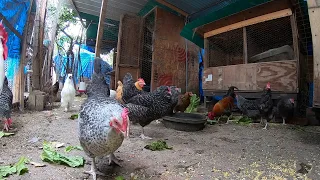 Chickens Clucking Roosters Crowing Very Long Continuous HD Video!