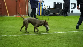 Прайтер Че Гевара РПП на соревнованиях по атлетическому многоборью. DogsEnergym