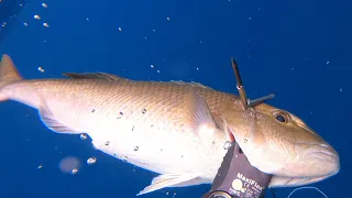 Spearfishing Hawaii, "First Edit"