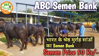👍 #ABC #Semen #Bank,  Andhra Pradesh. (98126 99641)👍 #World #Class Murrah Bulls.👍👍