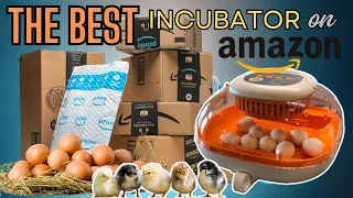 The BEST Incubator on Amazon! Incubating Chicken Eggs Start To Finish: Perfect For Small Homestead