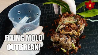 Mold outbreak in Orchid pot! 😱- Why it happens & How to fix it!