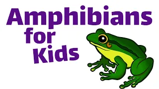 Amphibians For Kids