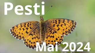 Pești 🙏mai 2024!! Primești răspunsurile de care ai nevoie să reușești!!