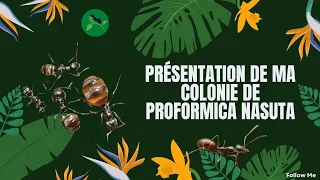 Présentation de ma Colonie de Proformica Nasuta