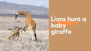 Lions hunt and kill a baby giraffe