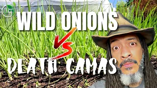 Deadly vs Delicious: How to Tell the Difference Between Death Camas and Wild Onions