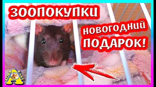 ЗООПОКУПКИ / ДАРИМ НОВОГОДНИЕ ПОДАРКИ / КРЫСЫ  и ХОМКИ/ Alisa Easy Pets