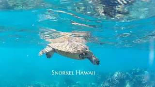 Butterflyfish Identification on Hawaii Reefs - Aloha