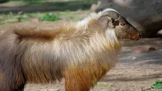 12 Antelope Like Mountain Sheep and Wild Goats of India