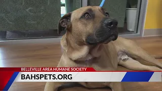 Pet of the Week: Mike