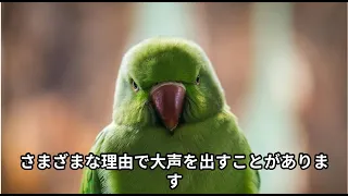 インコちゃんを飼うのが向いてない人の特徴５選！