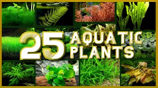 Types of Aquatic Plant for your Aquarium