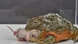 Giant African Bullfrog Is An Aggressive Predator - Warning Live Feeding