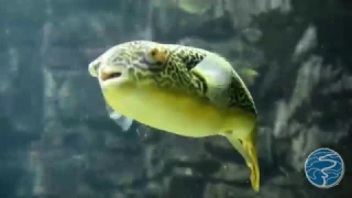 Giant Freshwater Puffer