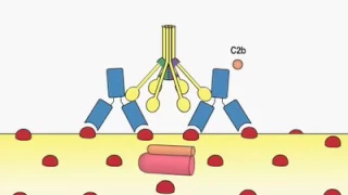 The Complement System [HD Animation ]