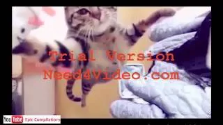 Epic Funny Cats   Cute Cats Compilation   60 minutes!! HDHQ   10