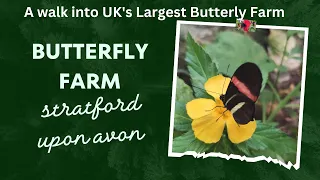 Stratford upon Avon Butterfly farm | UK 's Largest Butterfly Farm