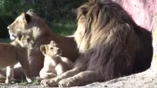 Löwen im Erlebnis-Zoo Hannover