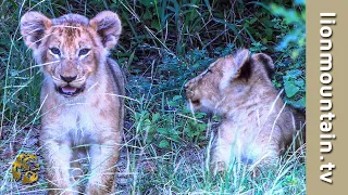 The Big Cats of Mala Mala  | BIG CATS | CLASSIC WILDLIFE