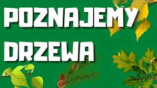 POZNAJEMY DRZEWA