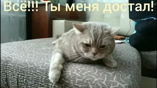 Говорящие коты! Лучшая подборка #2 Кот говорит отойди (Все серии кошки 2020)