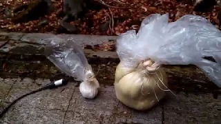 An experimental AN based explosive plasticized with wheat flour