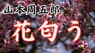 【朗読】山本周五郎「花匂う」　朗読・あべよしみ