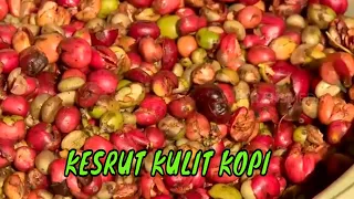 KESRUT KULIT KOPI | JEJAK SI GUNDUL