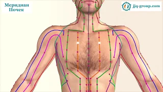 Канал Почек в Акупунктуре, Иглоукалывании и Китайской Медицине - 3D Модель