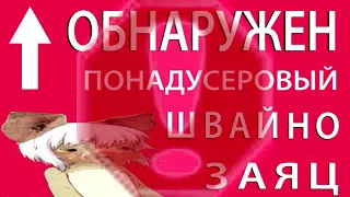 ОБНАРУЖЕН ПОДНАДУСЕРОВЫЙ ШВАЙНОЗАЯЦ