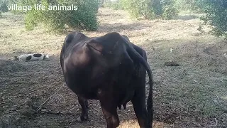 buffalo and horse funny moments in village