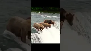 bears looking for their food