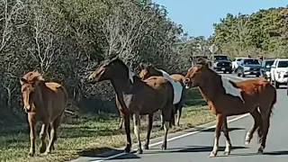 Wild horses of Assateague Island...biting & kicking people... Well, I think they wanted to.