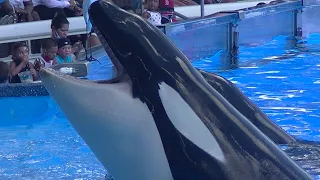Orca Encounter (different angle) July 17, 2020 - SeaWorld Orlando