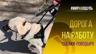 Собака-поводырь идёт на работу / Музей в темноте в СПб