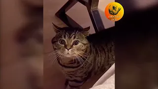 Кот говорит по русски "Покорми, накорми" / The cat says in Russian "Feed, feed" 2022